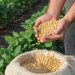 Soja: Agricultura estende calendário de plantio no Sul, reduz na Bahia e limita em Rondônia