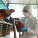 Gripe aviária: RS conclui desinfecção de granja em Montenegro; começa vazio sanitário