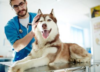pet