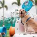 Shoppings devem atrair famílias com filhos de todos os tipos. Inclusive os de quatro patas