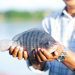 Ministério da Pesca nega existência de acordo para importação de tilápia do Vietnã