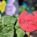 Governo retoma programa de fortalecimento da agroecologia
