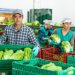 Agricultura fecha o ano com 76 mercados abertos para produtos agro em 38 países