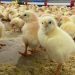 incubatório de frangos de corte situado na cidade de Rolândia, no Paraná. O "berçário" de aves é encarregado por 12% dos pintos produzidos