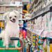 Mercado pet possui 63 milhões de consumidores em potencial nas classes C, D e E