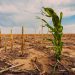 Marina Silva diz que mudança climática pode afetar produção de alimentos