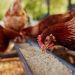 Certificado digital para exportação de carne de frango para UE entra em vigor