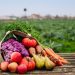 Exportações de alimentos caem em agosto por causa de tarifaço dos EUA