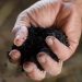 Nespresso, Eisa e NetZero unem-se em 1º projeto de biochar em escala no Brasil