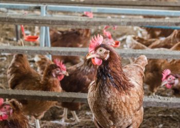 Malásia habilita 4 frigoríficos do Brasil para exportação de carne de frango halal