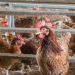Malásia habilita 4 frigoríficos do Brasil para exportação de carne de frango halal