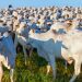 Brasil exporta 240.622 toneladas de carne bovina em maio e tem 2º mês seguido de recorde