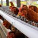 Ministério da Agricultura reduz emergência zoossanitária no RS para 5 municípios