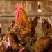 Newcastle: Ministério da Agricultura inicia segunda fase de vigilância e controle