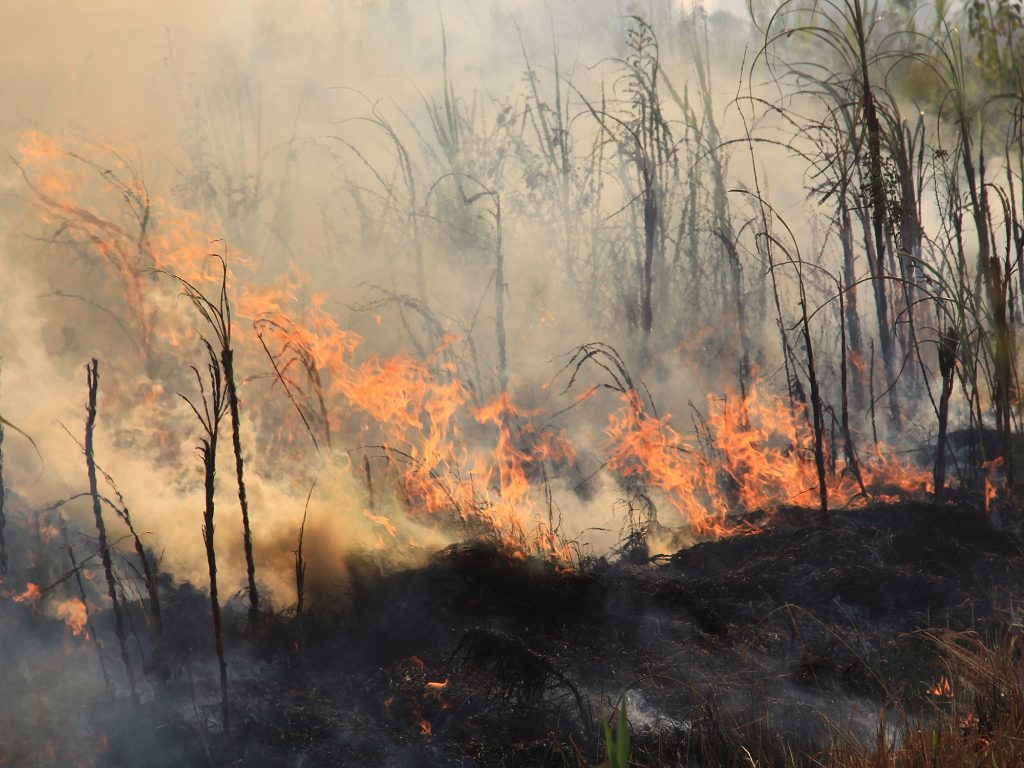 Prejuízo com incêndios em SP pode chegar a R$ 350 milhões para produtores de cana