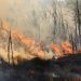 Prejuízo com incêndios em SP pode chegar a R$ 350 milhões para produtores de cana