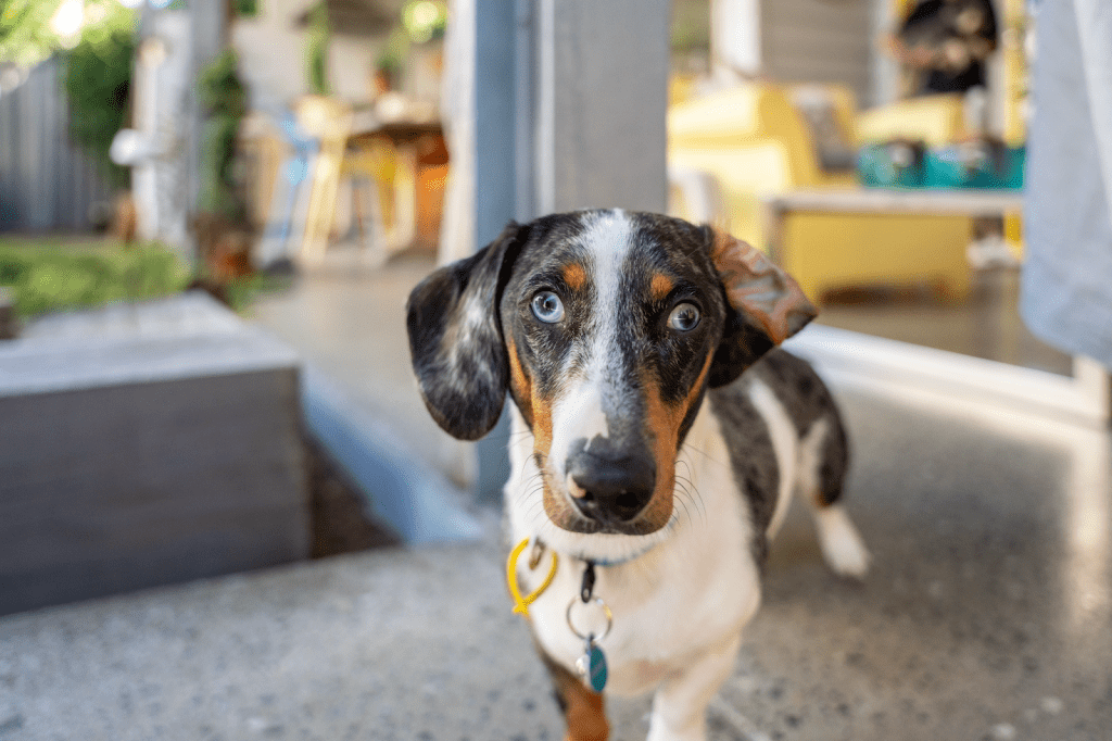 Brasil é o 2º país com mais estadias pet-friendly no Airbnb