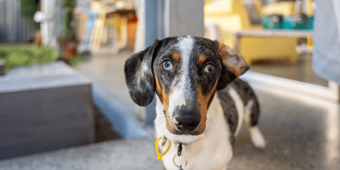 Brasil é o 2º país com mais estadias pet-friendly no Airbnb