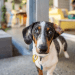 Brasil é o 2º país com mais estadias pet-friendly no Airbnb