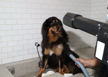 Petlove lança plataforma online que integra mais de 20 soluções para tutores e pets