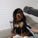 Petlove lança plataforma online que integra mais de 20 soluções para tutores e pets