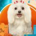 Sodiê Doces, franquia de bolos artesanais, inova e lança produtos para pets