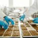 Alimentos naturais x conservantes: o que devemos considerar diante dessa escolha