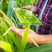 Agronegócio fica atrás na transformação digital, apesar de avanços em IA e IoT