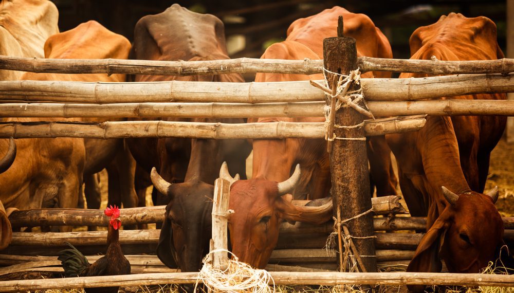 Brasil bate recorde de exportação de carne bovina e de frango em 2024