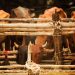 Brasil bate recorde de exportação de carne bovina e de frango em 2024