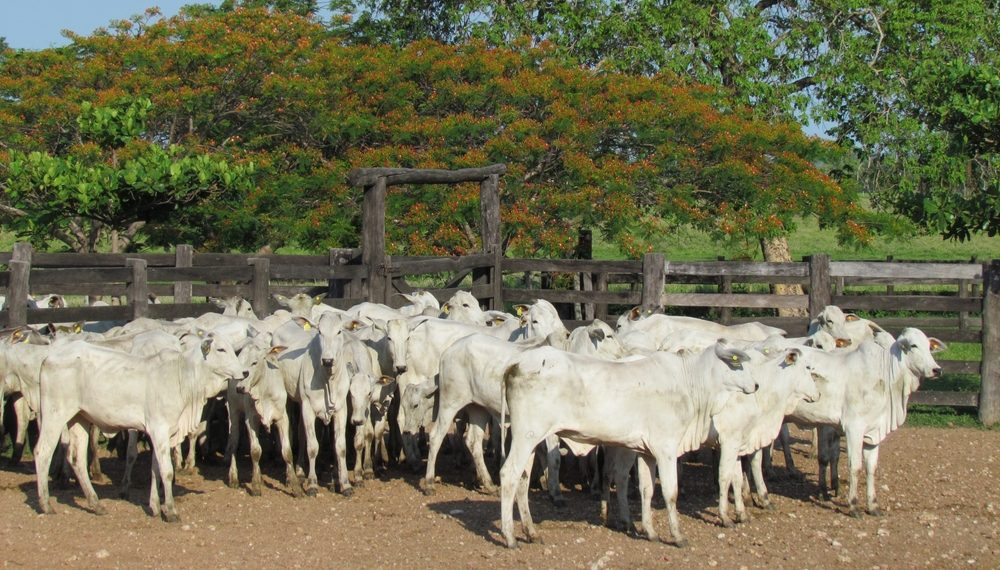 Nigéria, México e EUA abrem mercado para produtos agropecuários do Brasil