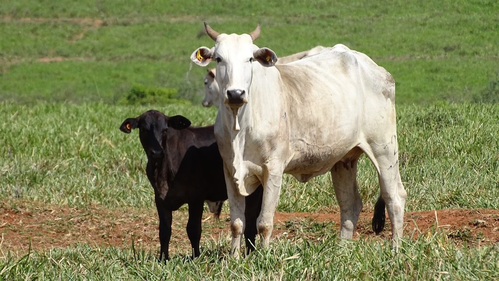 JBS amplia atendimento a pequenos produtores mirando melhores práticas no campo