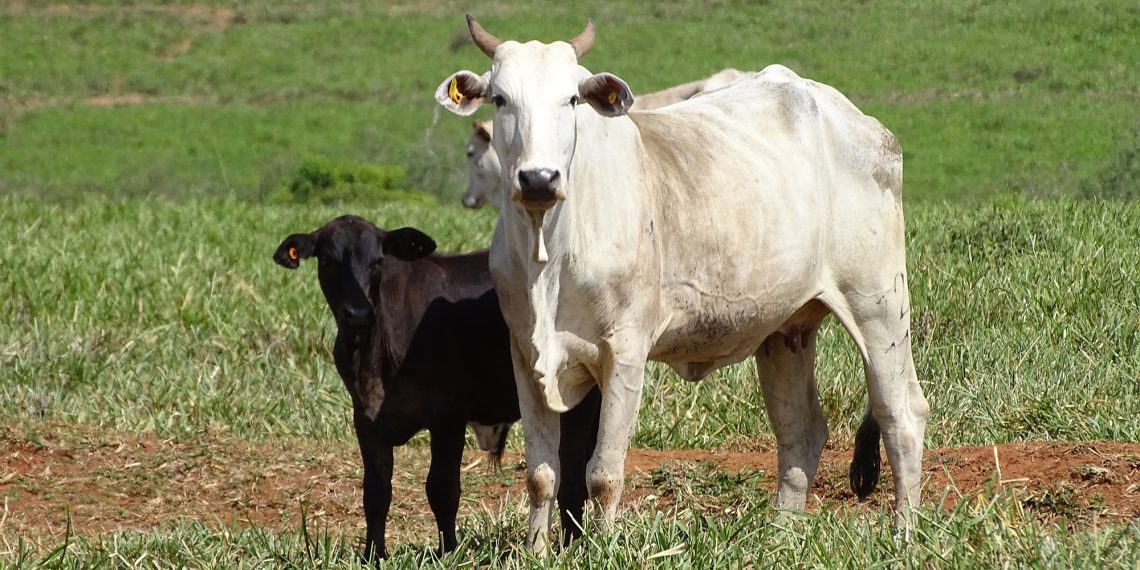 JBS amplia atendimento a pequenos produtores mirando melhores práticas no campo