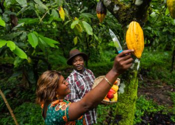 Do campo à crise: o efeito cascata das mudanças climáticas no mercado de cacau