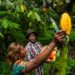 Do campo à crise: o efeito cascata das mudanças climáticas no mercado de cacau