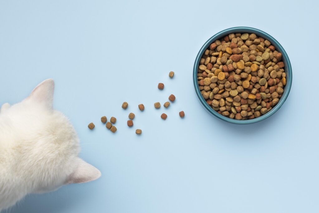cães gatos