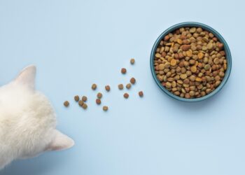 cães gatos