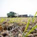 Cargill investe R$ 1,7 bilhão no Brasil; nos últimos cinco anos, foram de mais de R$ 8 bilhões