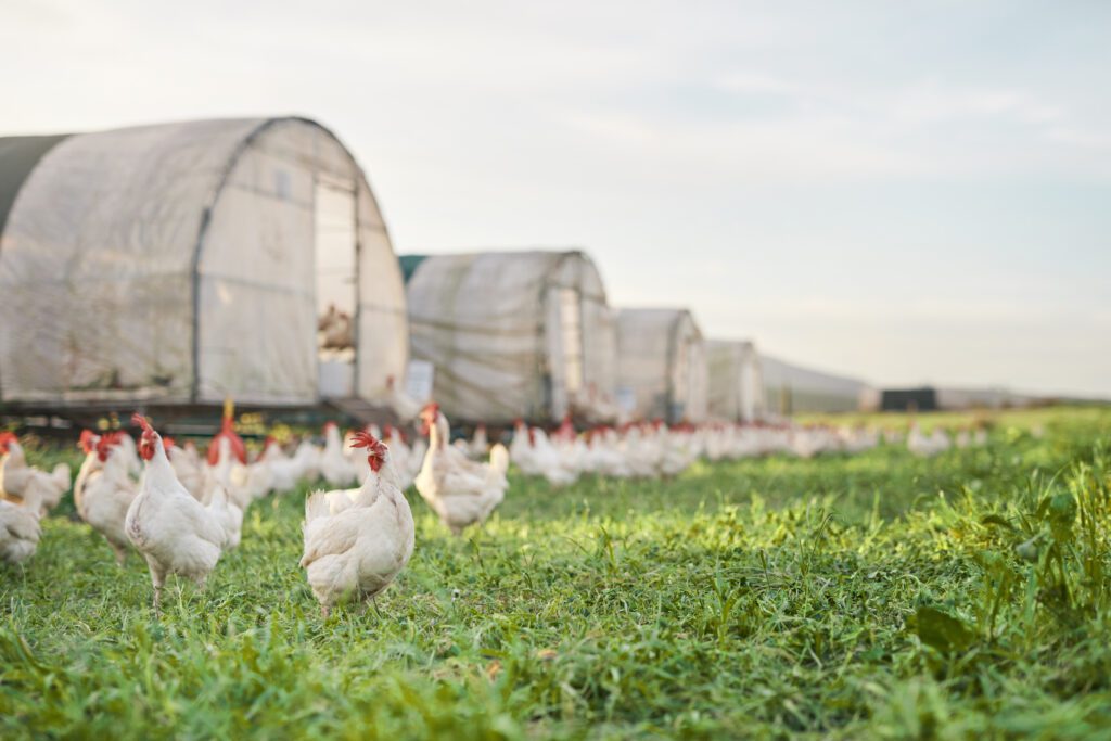 China suspende habilitação de 51 frigoríficos de frango brasileiros após caso de gripe aviária