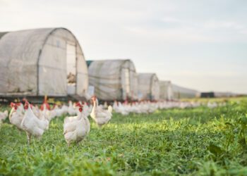 China suspende habilitação de 51 frigoríficos de frango brasileiros após caso de gripe aviária