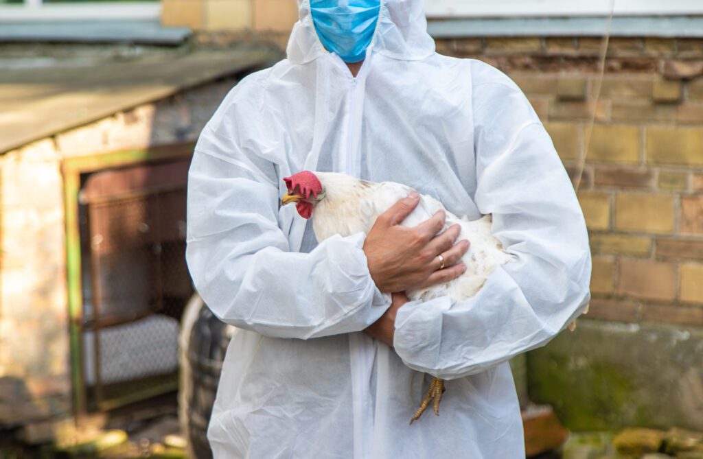 China suspende compra de carne de frango do Brasil por 60 dias após caso de gripe aviária