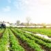 Puxado pela agropecuária, PIB cresce 1,4% no primeiro trimestre de 2025