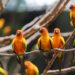 MG declara emergência sanitária após caso de gripe aviária em aves ornamentais na Grande BH