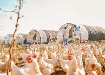 Kuwait suspende importação de carne de frango de todo o Brasil
