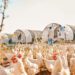 Kuwait suspende importação de carne de frango de todo o Brasil