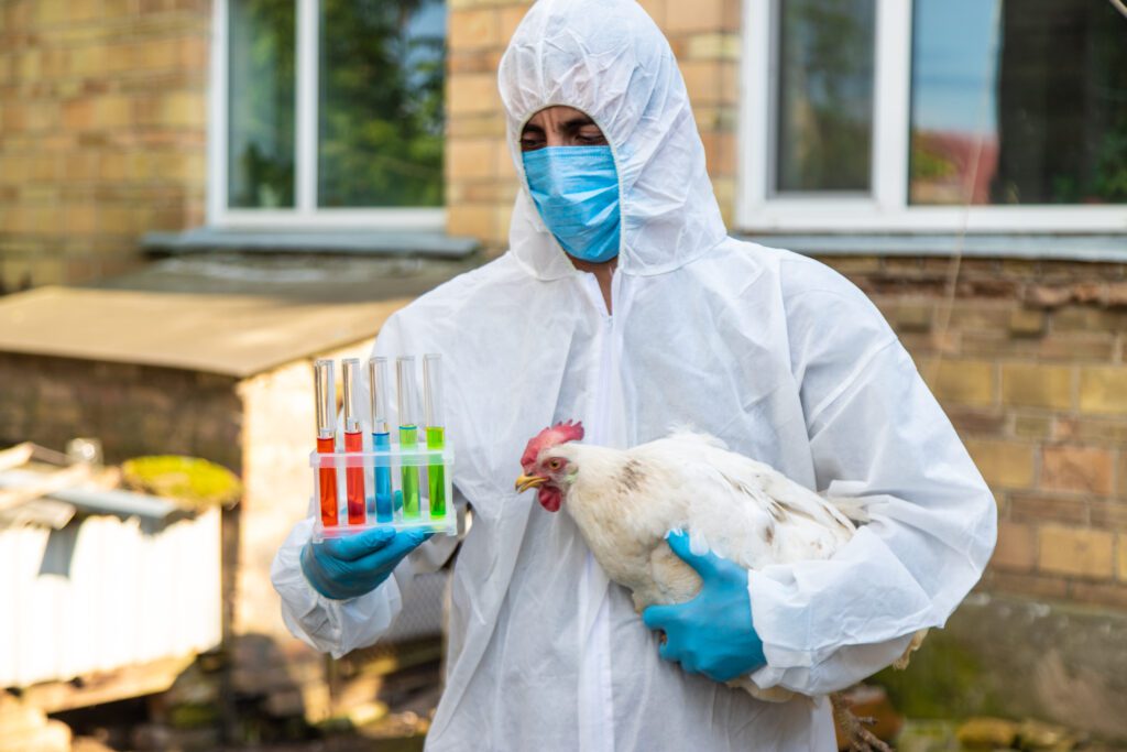 Exportação de frango brasileiro está suspensa para 9 destinos após caso de gripe aviária