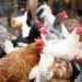 Gripe aviária: OMSA confirma encerramento de caso em granja comercial no Brasil