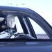 Musk quer robotáxis da Tesla na rua em junho e diz não se arrepender de vínculo com Trump