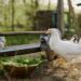 Brasil vai se autodeclarar à OMSA como livre da gripe aviária em granja comercial