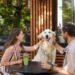 Grupo Heineken e Jet Pizzas lançam combo exclusivo para tutores e pets